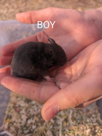Image 16 of Friendly, baby Syrian hamsters