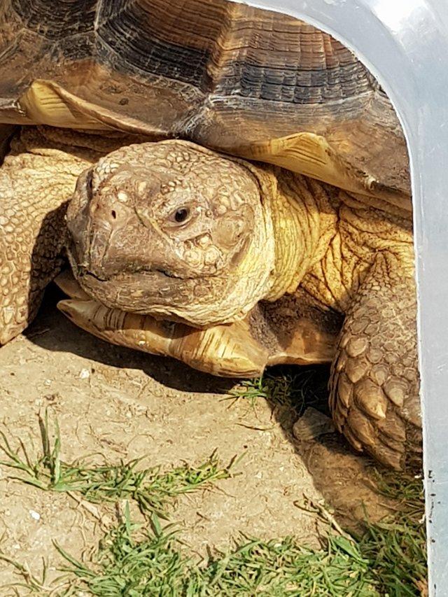Preview of the first image of Sulcata tortoiselarge male.