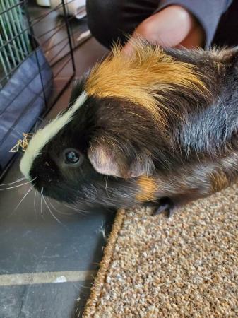 Image 1 of 2 male guinea pigs (brothers)