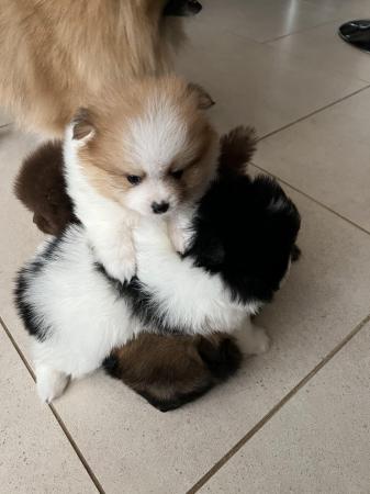 Image 4 of Black & White Parti Pomeranian puppy