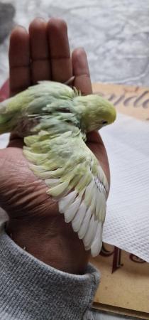 Image 5 of Handreared budgie budgie for sale
