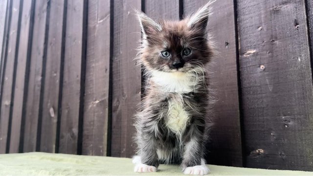 Image 10 of GCCF XL MAINE COON KITTENS SILVER/SMOKE