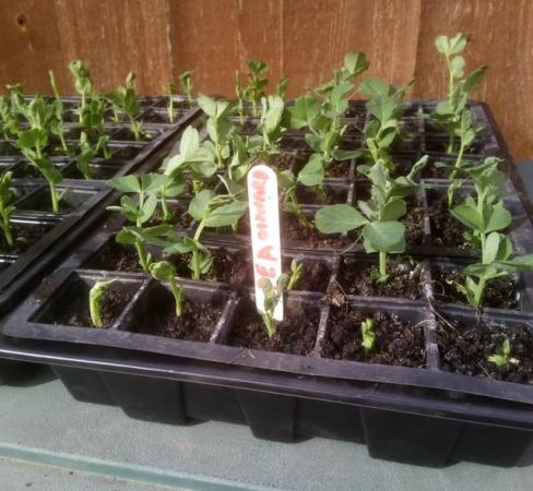 Image 3 of 5 x Pea plants ( onward ) for £2, 10 plants for £3.50 or 20