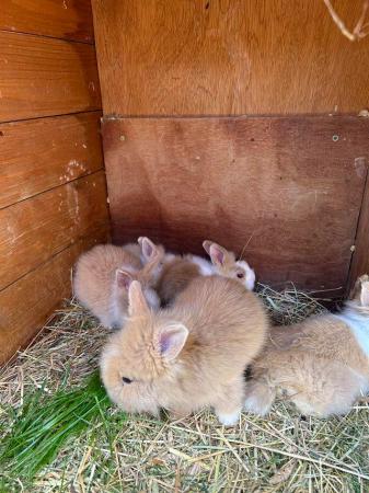 Image 2 of 3 and 4 month old lion head rabbits (1 girl and 2 boys left