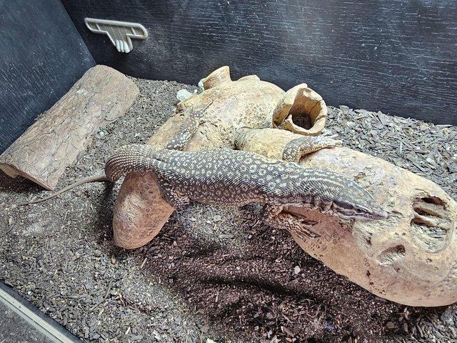 Spiney tailed monitor lizard ?? 