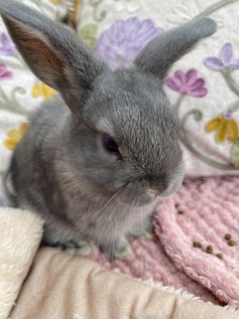 Image 8 of Indoor raised mini lops