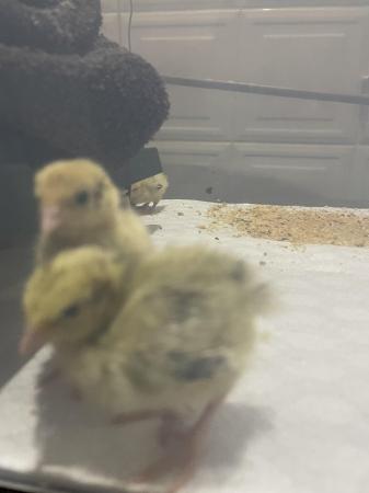 Image 4 of One week old quails for sale