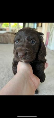 Image 12 of Lovely Cockerpoo puppies