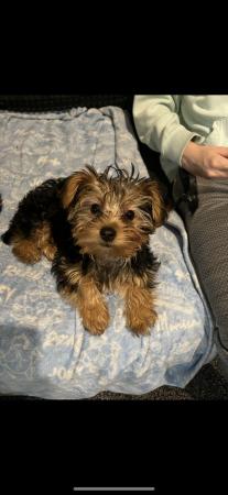 Image 5 of 12 weeks old Yorkshire terrier puppies