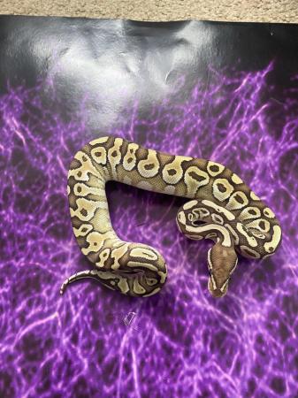 Image 3 of Various morphs ofbaby royal pythons available