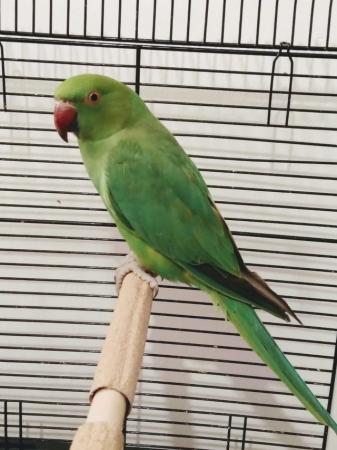 Image 1 of Green Rose Ringneck Parrot