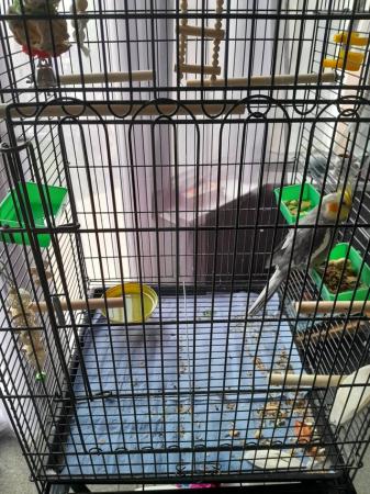 Image 4 of 9 month old cockatiel with cage and accessories.