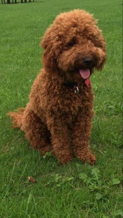 Image 3 of Extensively Health Tested Deep Red Min Poodle Stud