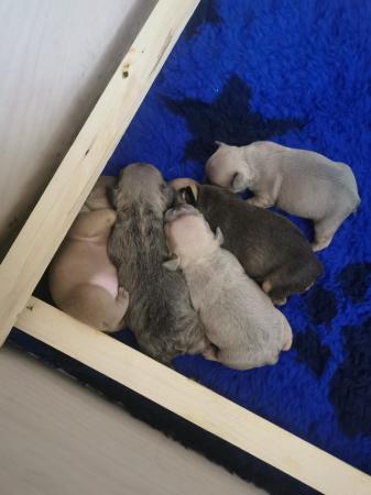 Image 2 of KC Registered French Bulldog Puppies 2 left