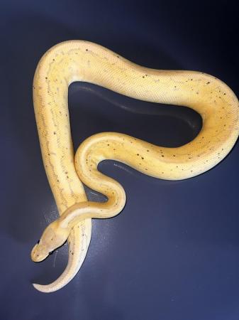 Image 5 of 2021 banana pinstripe cinnamon ball python