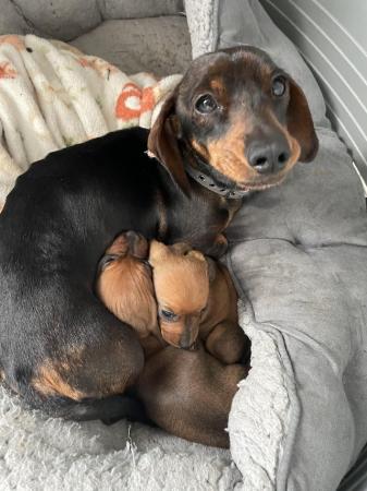 Image 6 of Miniature dachshunds girls