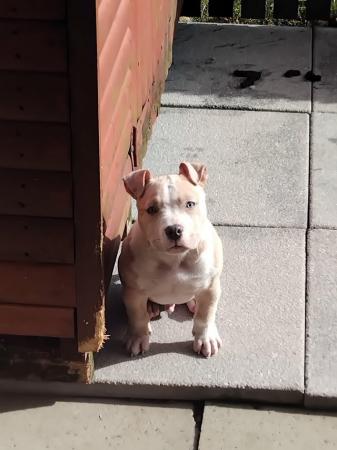 Image 2 of 5month old pocket bully