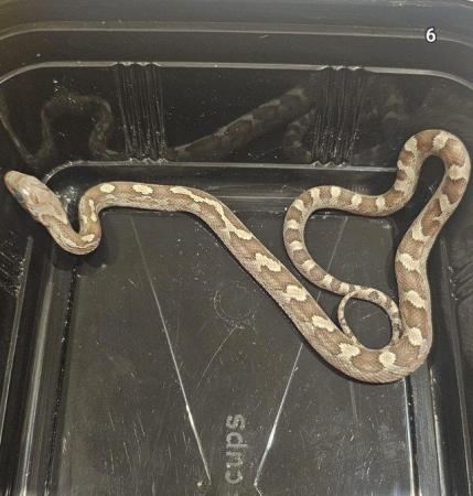Image 1 of Baby corn snakes 9 months old various colours. Not been sexe