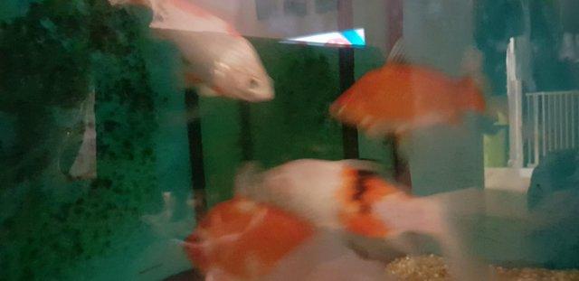 Image 1 of 3 6" goldfish and a 7" shubumkin