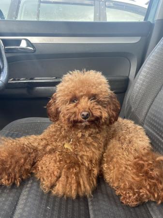Image 4 of - Red Toy Poodle For Sale -