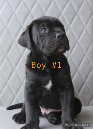 Image 3 of 1 x Brindle Boy 1x Black Girl Left-Cane Corso Pups