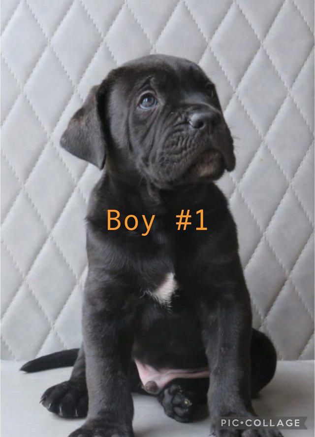 Preview of the first image of Cane Corso Pups Champion Bloodline Available 7th June 2024.