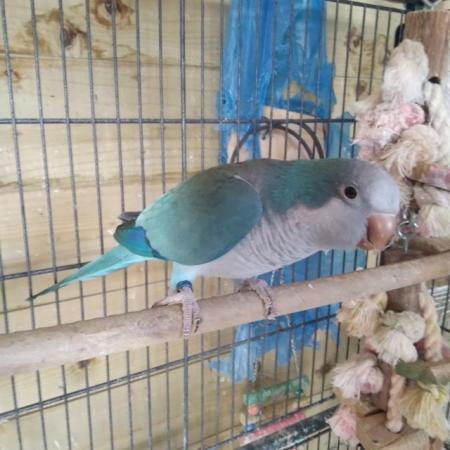 Image 2 of Blue Quaker Parrot Healthy and Active