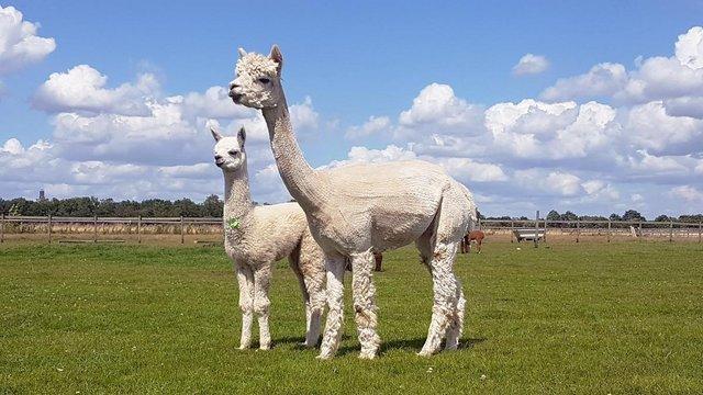 Preview of the first image of ALPACA FEMALE IN CRIA FOR 2024. PHOTO IS LAST YEARS CRIA.