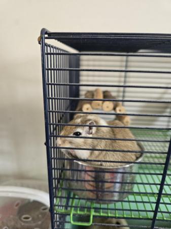 Image 3 of 3 young male gerbils with cage