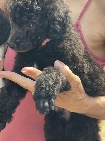 Image 4 of KC reg heath tested blue/silver standard poodle puppies
