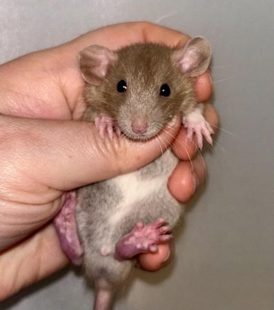 Image 6 of Baby Dumbo Rats both genders available