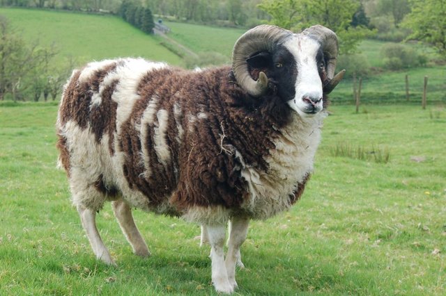 Preview of the first image of Pedigree Jacob Ram 2yr old.