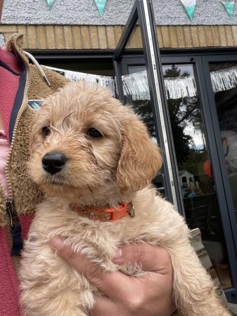 Image 7 of Labradoodle puppies one girl available
