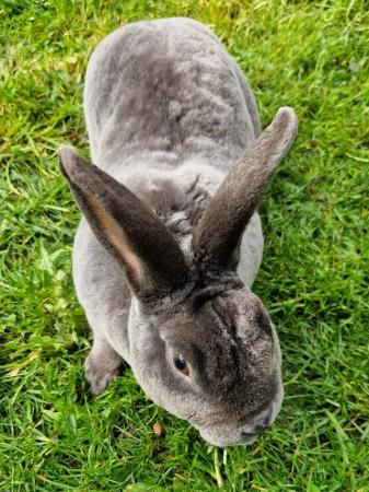 Image 4 of Mini Rex Male, approx 9mths old.  only £15.