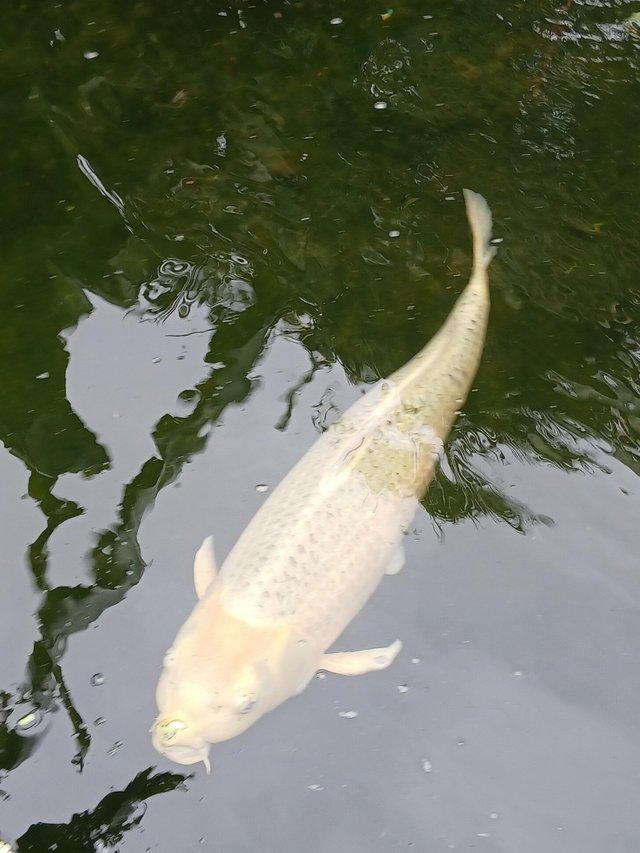 For sale beauriful Koi Carp — Pets & Animals in Romford