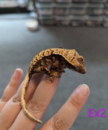 Image 5 of Various baby crested geckos