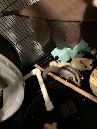 Image 11 of Two sugar gliders plus full set up