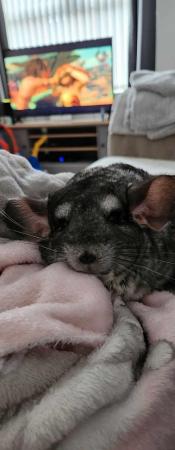 Image 5 of 12 months old male chinchilla