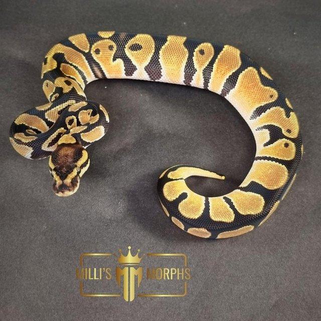 Preview of the first image of Orange Dream 100% het Clown Royal Python.