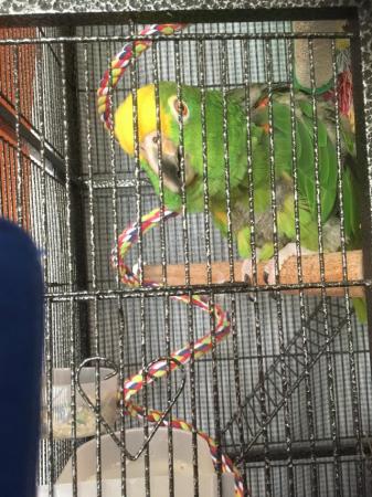 Image 2 of Green Amazon parrot for sale, requires experienced owner
