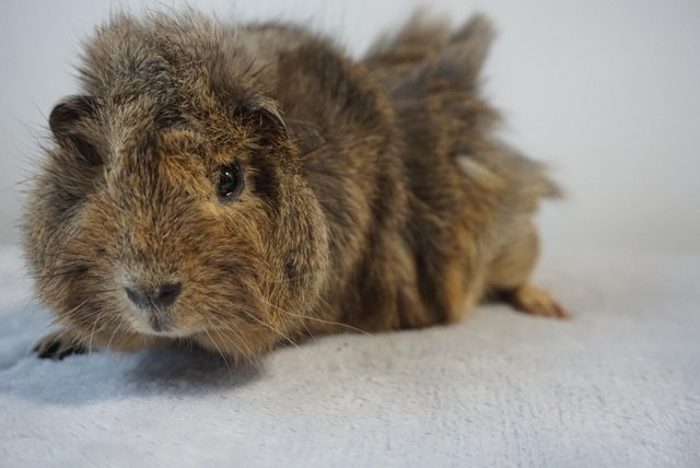 Image 3 of Ready now, male guinea pig