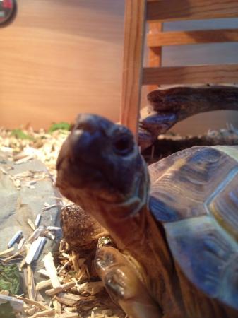 Image 1 of 15 year old Male Horsfield (Russian) tortoise for sale
