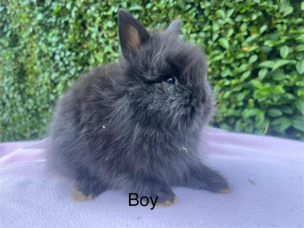 Image 6 of Mini double maned lionhead and mini lops available