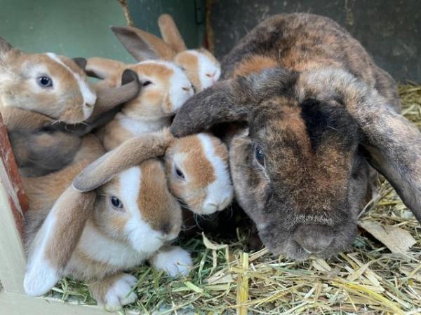 Image 5 of Adorable and friendly Mini Plush Lop Babies
