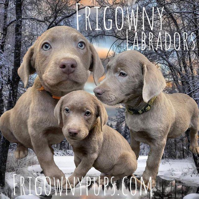 Preview of the first image of KC Registered Chocolate Dilute Labradors.