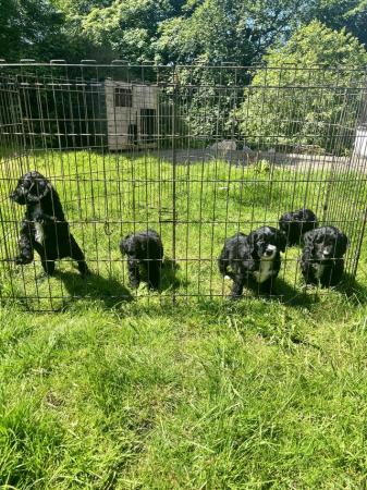 Image 8 of BEAUTIFUL SPROODLE PUPPIES FOR SALE