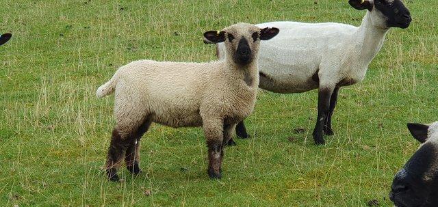 Image 3 of Pedigree Hampshire Down ewe lamb's born March 23