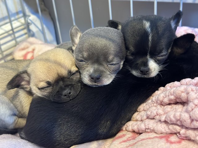 Preview of the first image of Gorgeous chihuahua puppies x4 girls.