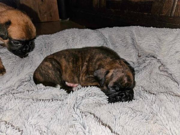Image 1 of Sealed, red and brindle boxer puppies available.