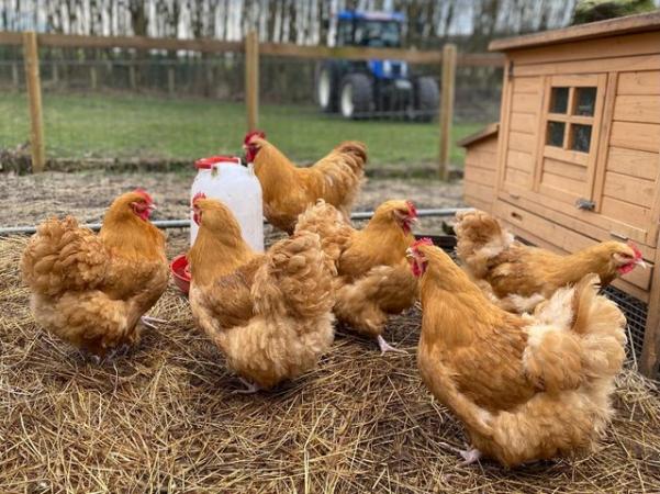 Image 3 of Buff Orpington Hens- 18 week old Point of Lay